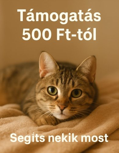 Cica eledel támogatás 